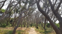 Path through wavy trees on a cloudy day near Baia Dei Turchi Puglia Italy  First post