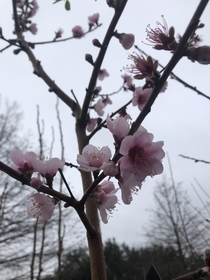 Peach blossoms are my new favorite thing