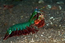 Peacock Mantis Shrimp 