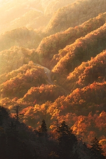 Peak Fall Color at Sunrise in the Smoky Mountains Tennessee 