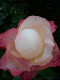 Pearl flower 