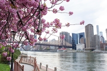Perfect time to see cherry blossoms in New York City 
