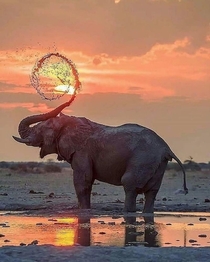 Perfectly timed photo of an elephant