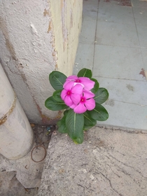Periwinkle plant growing out of sidewalk 