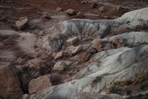 Petrified Forest National Park 