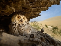 Pharaoh Eagle-owl photo by Husain Alfraid 