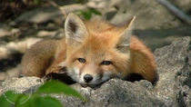 Photo I took of a Red Fox kit Vulpes vulpes 