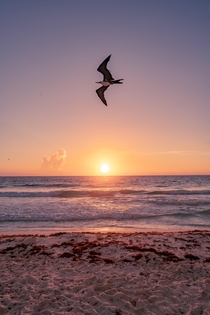 Photobombed by a seagull while photographing sunrise in Cancun Mexico 