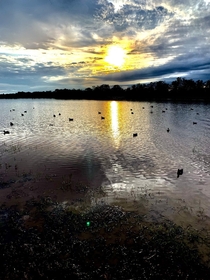 Picture from the last day of duck season in south Louisiana