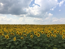 Picture of a sunflower field I took in Ukraine during a biking trip last summer  x  