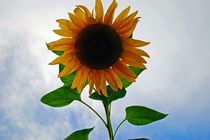 Picture of a Sunflower I took yesterday while walking around a lake 