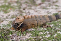 Picture of an Iguana in the Bahamas