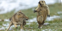 Picture of battle between Tibetan fox a marmot wins wildlife photo contest