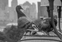 Pigeons in East Harlem NYC 