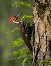 Pileated Woodpecker Dryocopus pileatus - Santee South Carolina