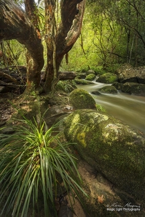 Piles Creek in the Brisbane Water National Park on the Central Coast of New South Wales Australia 