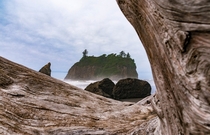 Pillar of Green Ruby Beach Washington State 