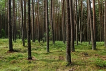 Pine forest in Sweden 