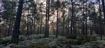 Pine Forest Sweden 