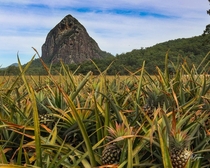 Pineapples and a  million year old Volcanic Cap Mt Tibrogargan in Queensland Australia 
