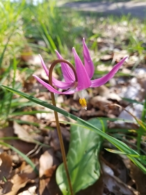 Pink Fawn Lily 