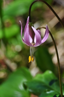 Pink Fawn Lily Oregon 