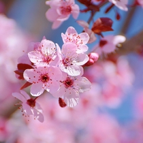 Pink flowers Spring flowers A cherry blossom is the flower of any of several trees of genus Prunus particularly the Japanese Cherry Prunus serrulata which is sometimes called sakura after the Japanese