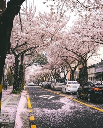 Pink petal rain in Jeonnong Road Jeju City Jeju Island South Korea