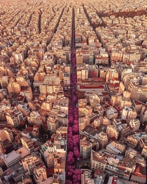 Pink road in Athens