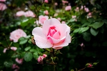 Pink Roses During Rain - Princeton New Jersey 