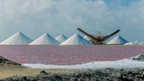 Pink salt production
