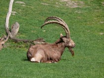Placid Wild Goat Siberian Ibex Capra ibex siberica 