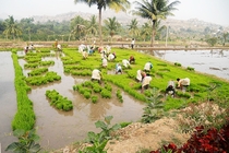 Planting Paddy Deccan Plateau India 