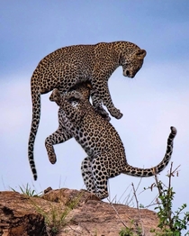 Playful killers Two leopards playfighting in Serengeti national park Tanzania