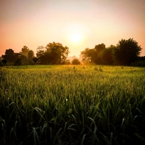 Pleasent morning in a farm Jalandhar India 