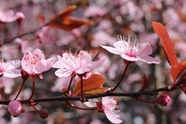 Plum Blossom Macro Prunus Mume