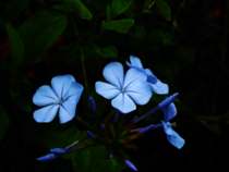 Plumbago auriculata they were too bright so I darkened it