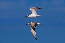 Poetry in Motion - Pair of Sandwich terns with lunch x OC