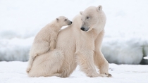 Polar bear cub and mama 