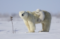 Polar bear cub plays with its mother 