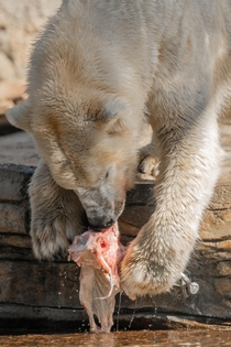 Polar Bear feeding time