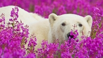 Polar Bear in Field of Flowers 