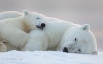 Polar Bear Mother and Cub Sleeping in the Snow 