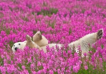 Polar bear playing in a flower field_ Canada By Dennis Fast 