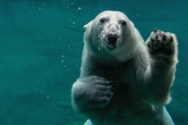 Polar Bear under water Photo credit to Peter Neumann