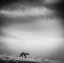 Polar bear Ursus maritimus at Svalbard By Wilfred Berthelsen