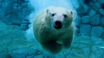 Polar bear Ursus maritimus underwater 