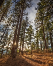 Ponderosa pines Southern Oregon 