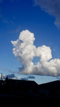 Poodle in the sky