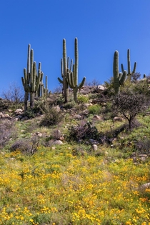 Poppies in the Desert Tucson AZ USA 